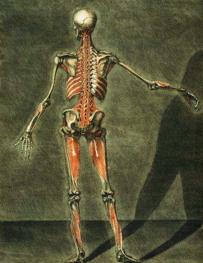 Deep Muscular System of the Back of the Body, plate 10 of a complete course of anatomy with text by Jadelot, engraved by the artist, pub. 1773 by Arnauld Eloi Gautier D